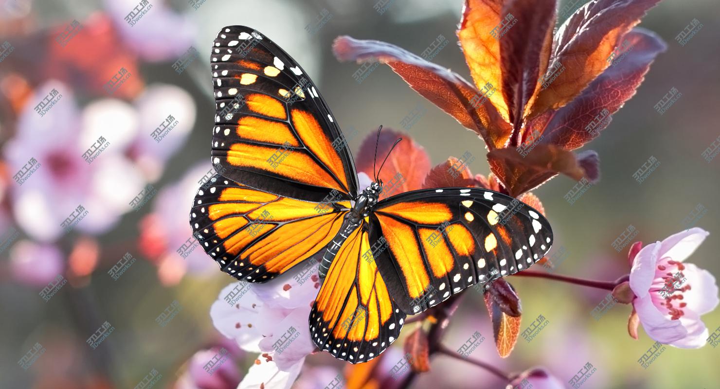 images/goods_img/20210114/3D model Danaus Plexippus Butterfly/5.jpg